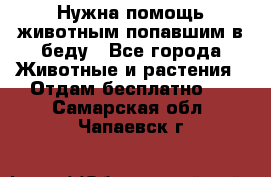 Нужна помощь животным попавшим в беду - Все города Животные и растения » Отдам бесплатно   . Самарская обл.,Чапаевск г.